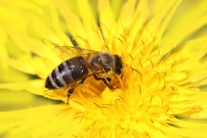 Honigbiene Apis Mellifica