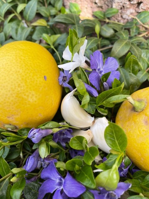 Zubereitung und Wirkung  Knoblauch Zitronen Kur