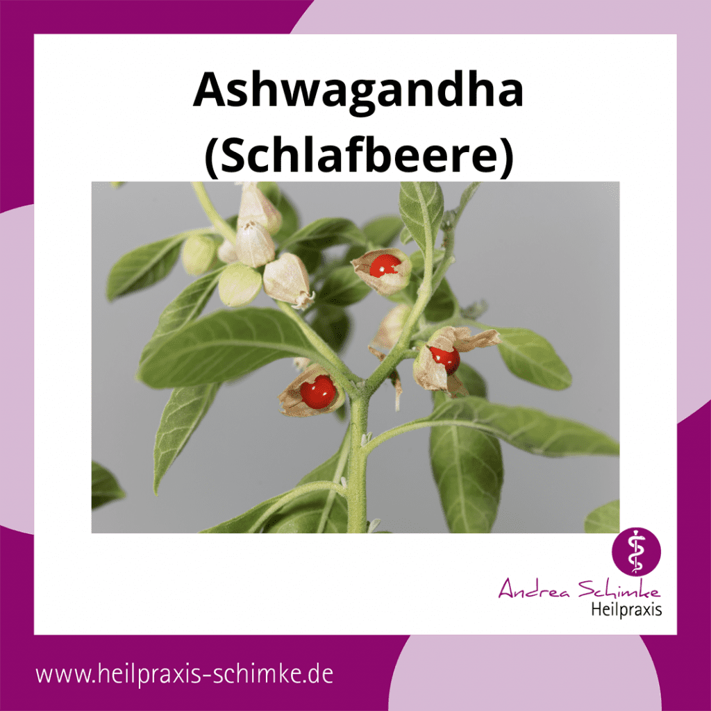 kleine Kräuterkunde Heilpflanze Ashwagandha