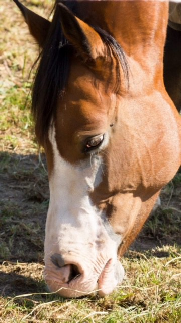 Tierheilpraxis Mönchengladbach Leberprobleme beim Pferd